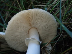 Leucoagaricus leucothites
