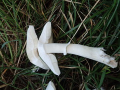 Leucoagaricus leucothites