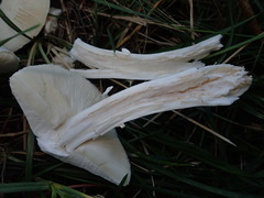 Leucoagaricus leucothites