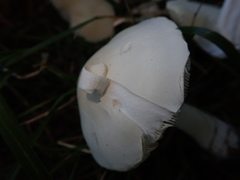 Leucoagaricus leucothites