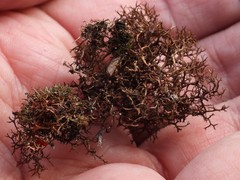 Cetraria muricata