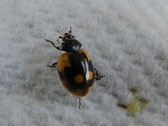 Adalia bipunctata bipunctata