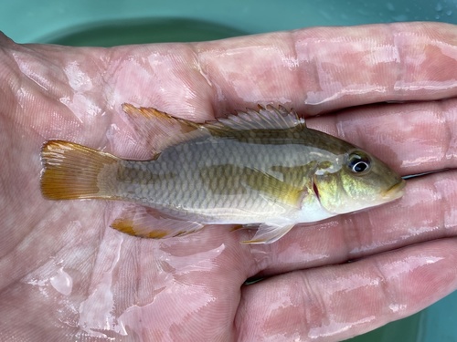 Kingsley's chromidotilapia (Chromidotilapia kingsleyae) — Cichlidae — 3
