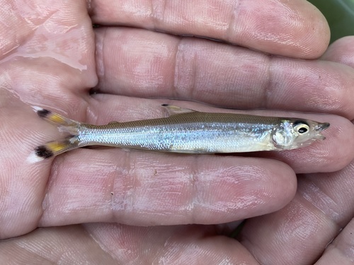 Elongate distichodus (Monostichodus elongatus) — Distichodontidae