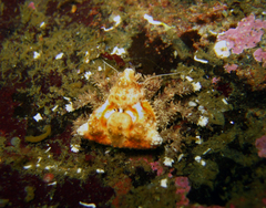 Rhinolithodes wosnessenskii