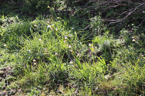Sparaxis villosa