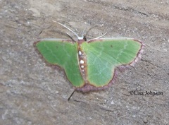 Synchlora cupedinaria