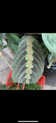 Maranta