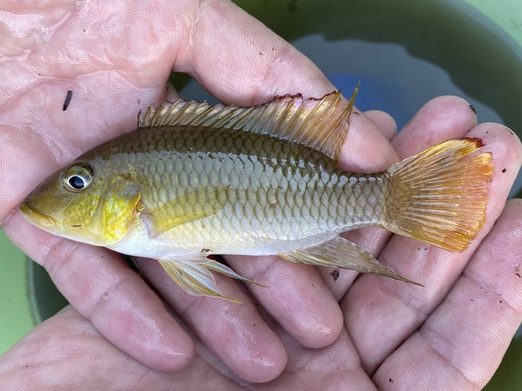 Kingsley's chromidotilapia (Chromidotilapia kingsleyae) — Cichlidae