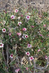 Pachypodium bispinosum