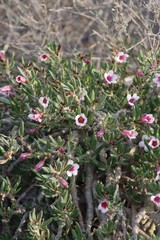 Pachypodium bispinosum