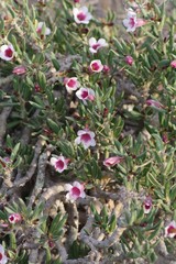 Pachypodium bispinosum