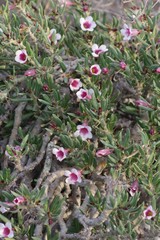 Pachypodium bispinosum