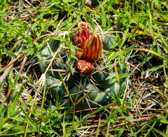 Coryphantha pycnacantha