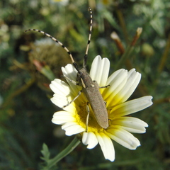 Agapanthia annularis