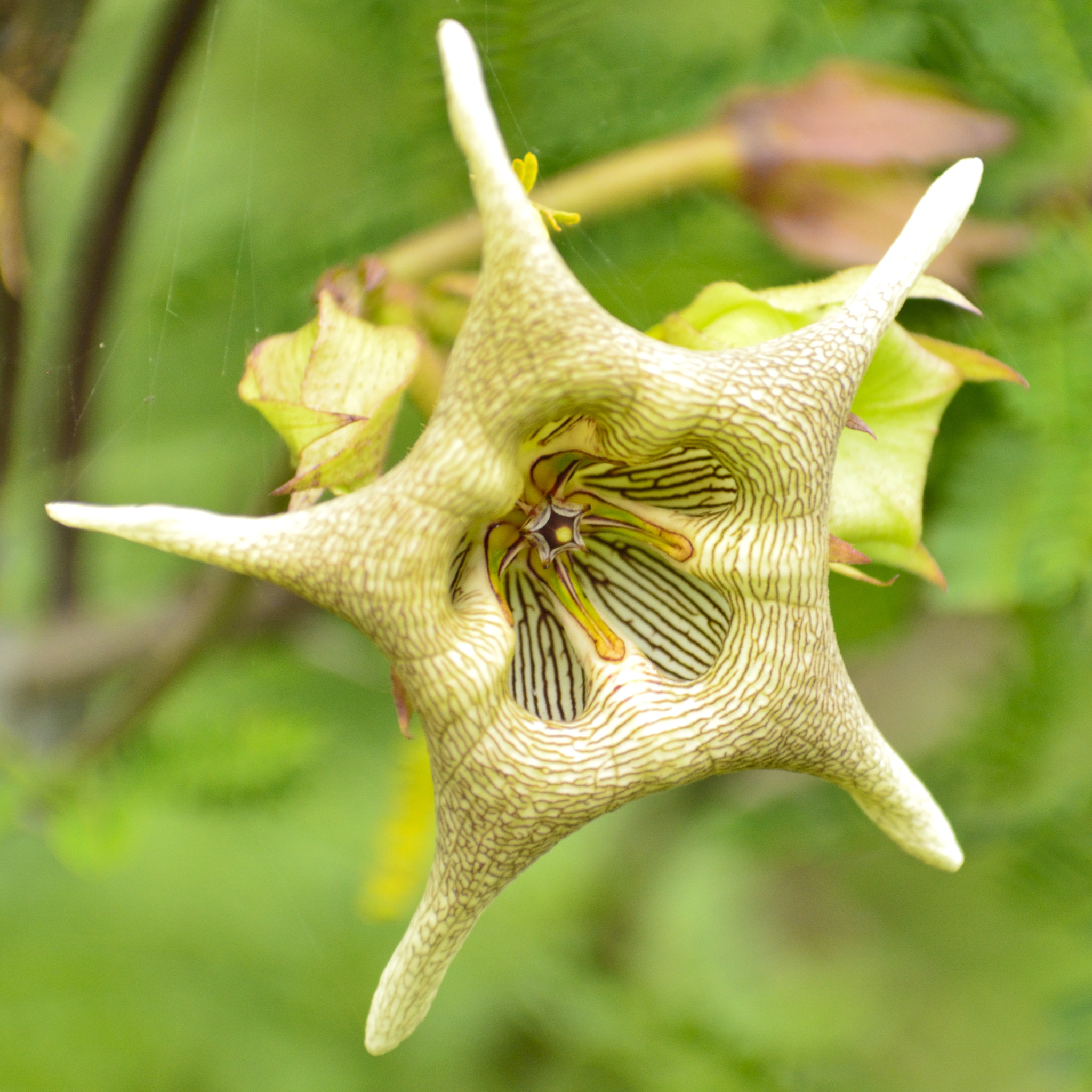 air plant tillandsia ionantha Set of 10 main image 0