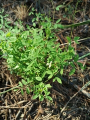 Ceratocapnos claviculata