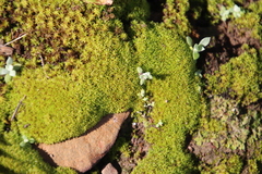 Trichostomum brachydontium