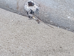 Sceloporus olivaceus