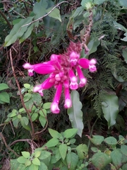 Salvia involucrata