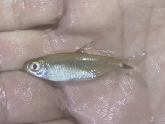 Alestidae