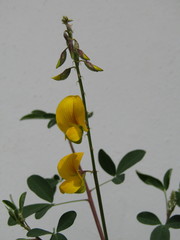Crotalaria longirostrata