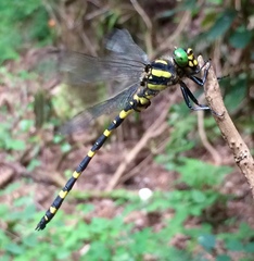 Cordulegaster erronea