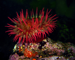 Urticina piscivora