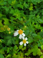 Bidens alba