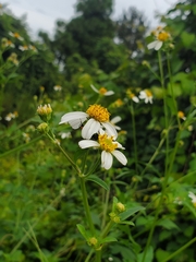 Bidens alba