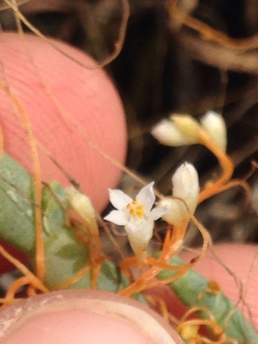 iNaturalist observation photo of Pacific goldenthread