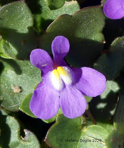 Representative image of Cymbalaria pallida