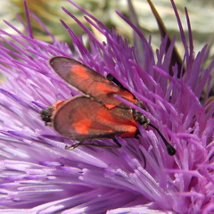 Zygaena sarpedon