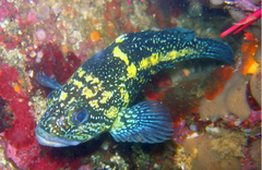 Sebastes nebulosus