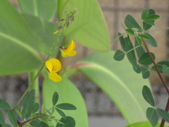 Crotalaria longirostrata