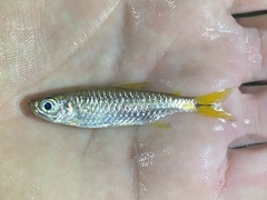 Brycinus kingsleyae