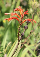 Chasmanthe aethiopica