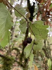 Ribes divaricatum