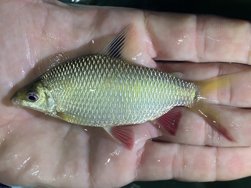 Redfin distichodus (Distichodus notospilus) — Distichodontidae — 3
