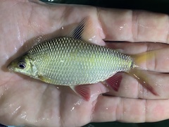 Distichodus notospilus