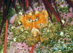 Phyllolithodes papillosus