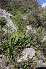 Chasmanthe aethiopica