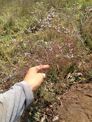 iNaturalist observation photo of Western Marsh Rosemary