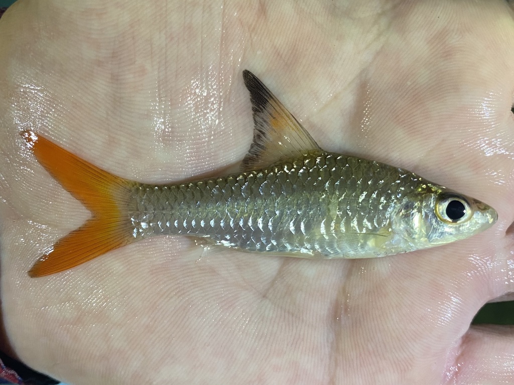 Brazza's barb (Enteromius brazzai) — Cyprinidae