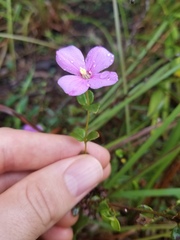 Rhexia petiolata