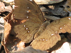 Bassarona dunya
