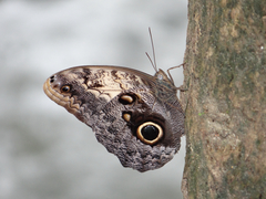 Caligo telamonius memnon