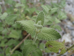 Nepeta parnassica