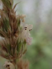 Nepeta parnassica