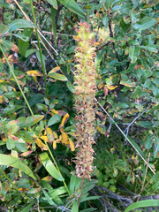 Pedicularis bracteosa